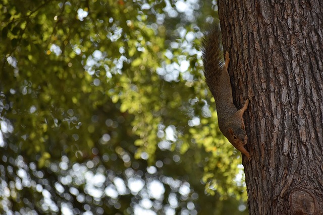 少年剑客 少年剑客