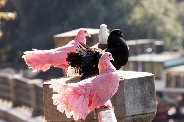 但因为防守 但因为防守